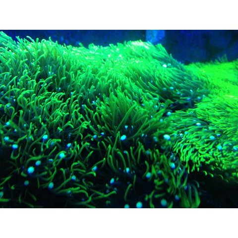 Green Star Polyp - Small