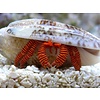 Halloween Hermit Crab