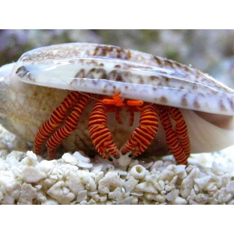 Halloween Hermit Crab