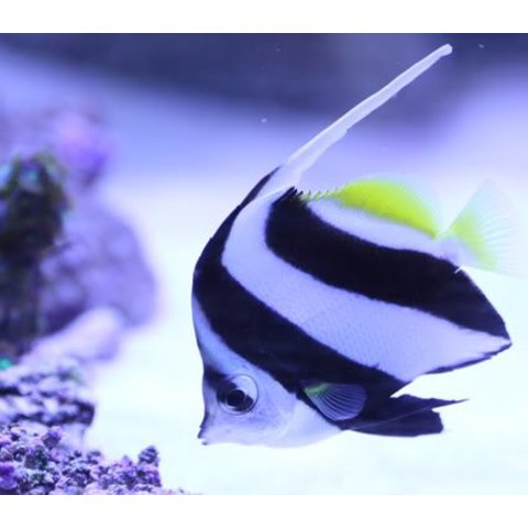 Heniochus acuminatus