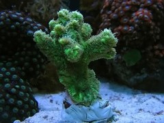 Products tagged with hydnophora frag