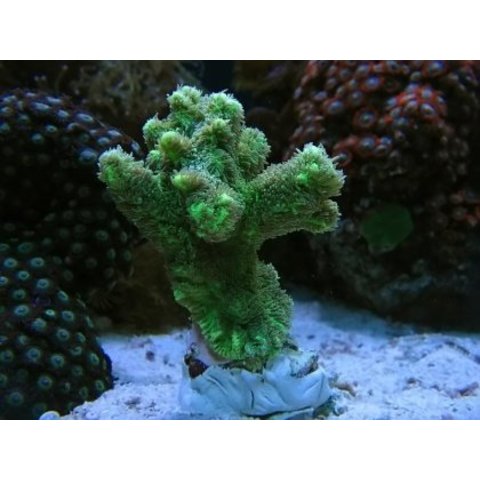 Hydnophora Rigida Frag