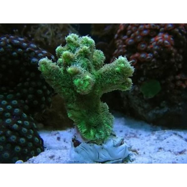  Hydnophora Rigida Frag