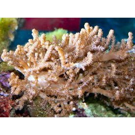  Kenya Tree Frag