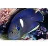 Keyhole Angelfish ( Centropyge tibicen )