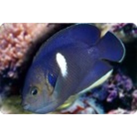 Keyhole Angelfish ( Centropyge tibicen )