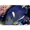 Keyhole Angelfish ( Centropyge tibicen )