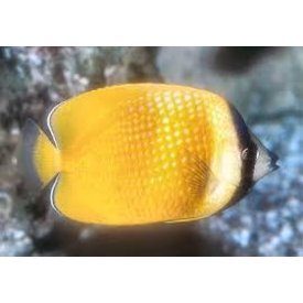  Kleinii Butterflyfish (Kleins)