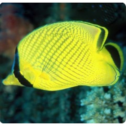 Latticed Butterflyfish