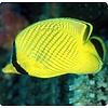 Latticed Butterflyfish