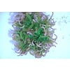 Long Tentacle Anemone Purple
