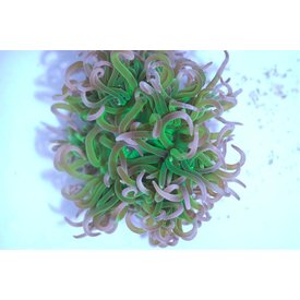  Long Tentacle Anemone Purple