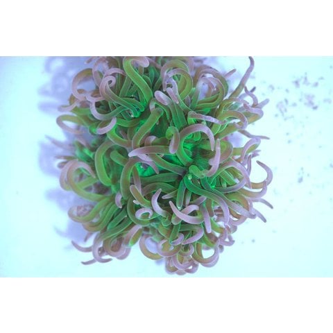 Long Tentacle Anemone Purple