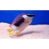 Magnificent Foxface ( Siganus magnifica )