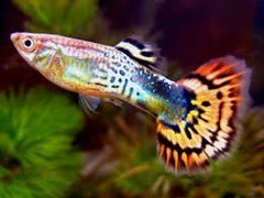 Products tagged with Can guppies live with other fish?