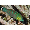 Melanarus Wrasse