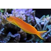 Midas Blenny Red Sea