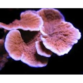  Montipora Capricornis, Orange
