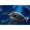 Naso Tang ( NASO LITURATUS )