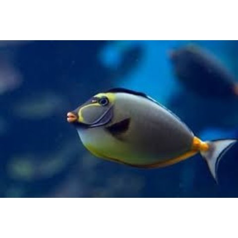 Naso Tang ( NASO LITURATUS )