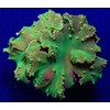 Neon Green Cabbage Leather Frag