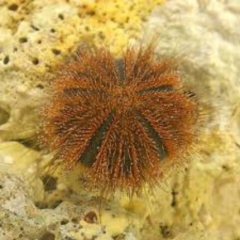 Orange Tuxedo Urchin