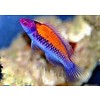 Orangeback Fairy Wrasse