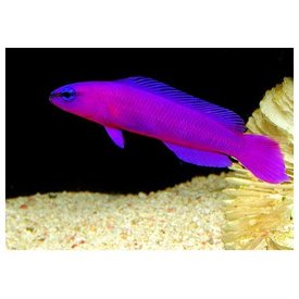  Orchid Dottyback Aquacultured