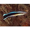 Cleaner Wrasse