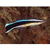 Pacific Cleaner Wrasse