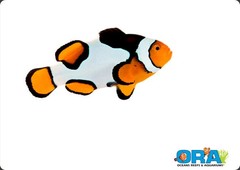 Products tagged with platinum picasso clownfish