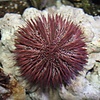 Multicolor Pincushion Urchins