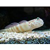 Pink Spotted Watchman Goby