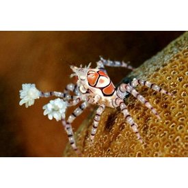  Pom pom crab