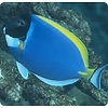 Powder Blue Tang ( Acanthurus leucosternon  )