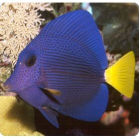  Purple Tang