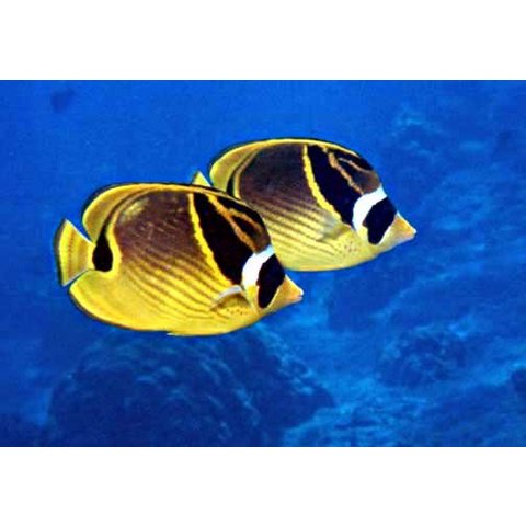 Raccoon Butterfly ( Chaetodon lunula )