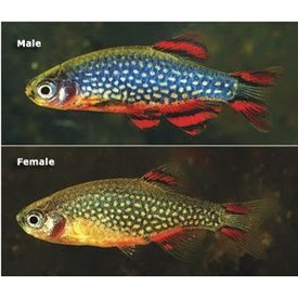 Galaxy Rasbora