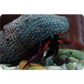  Large Orange Claw Hermit Crab
