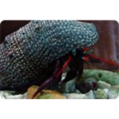 Orange Claw Hermit Crab