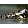 Red Scooter Blenny