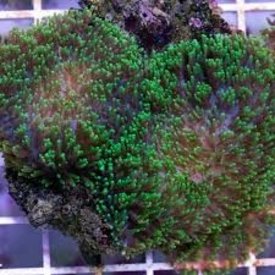  Rhodactis Hairy Mushroom