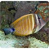 Sailfin Tang Red Sea Desjardini ( Zebrasoma desjardinii )