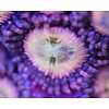 Small Zoa Frag