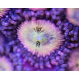  Small Zoa Frag