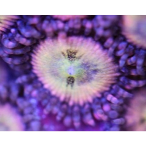 Small Zoa Frag