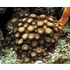 Sand Polyp Colored Cultured