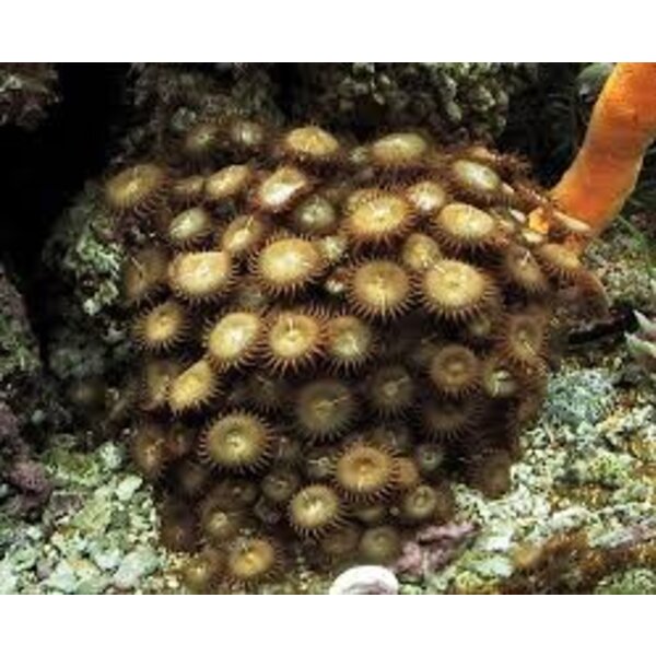  Sand Polyp Colored Cultured
