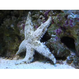  Sand Sifting Starfish