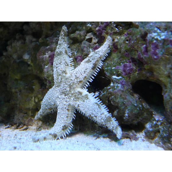  Sand Sifting Starfish